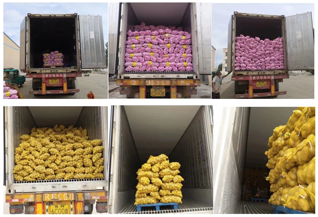 New Crop Fresh Holland Sweet Frozen Potato From China