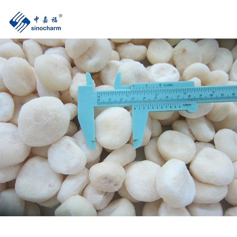 Sinocharm New Crop IQF Frozen Water Chestnut Whole