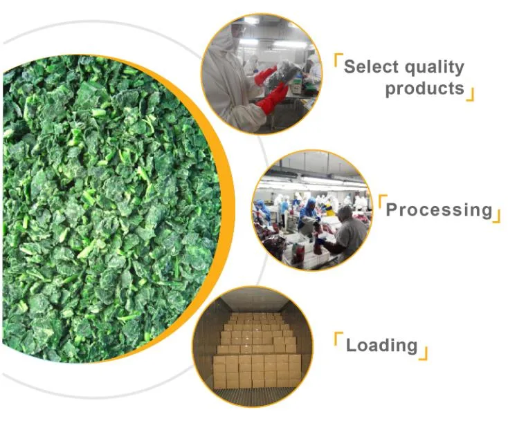 IQF Factory Price Best Grade Frozen Spinach