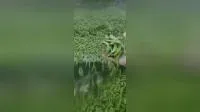 Высококачественный замороженный эдамаме, стручки эдамаме IQF, очищенный эдамаме из Китая.